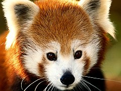 Closeup of a Red Panda